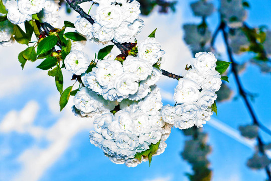春季收花枝
