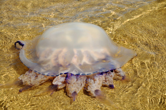 水母