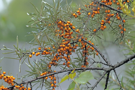 sandthorn