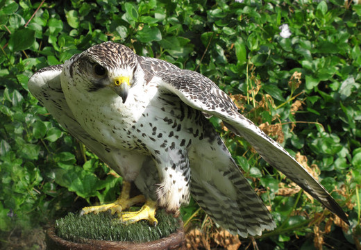猛禽矛隼的鳥