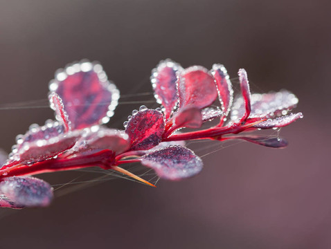 在寒冷的早晨，Berberis bush