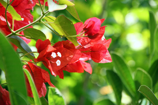 葉子花