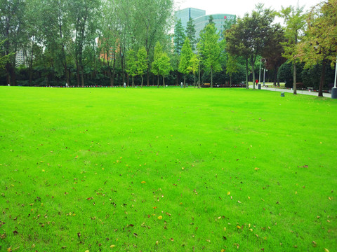 城市公園大草坪