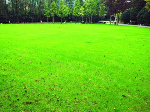 城市公園大草坪
