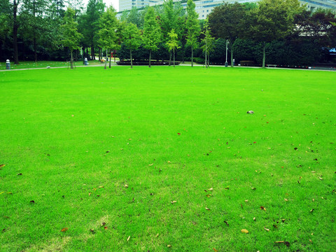 城市公園大草坪