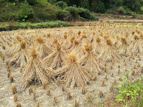 稻草堆