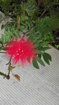 花兒