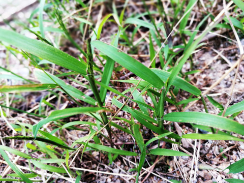 小草