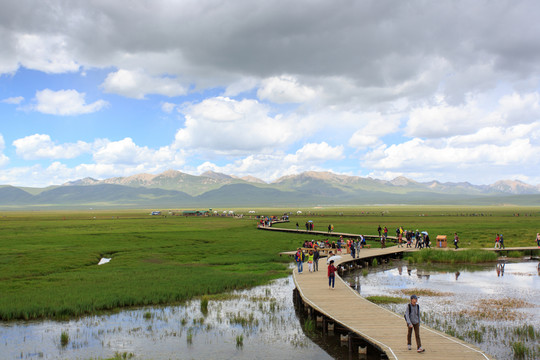 若爾蓋草原花湖沼澤棧道