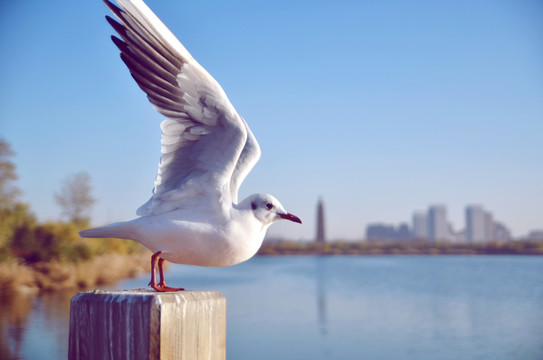 鳥(niǎo)類攝影 銀鷗