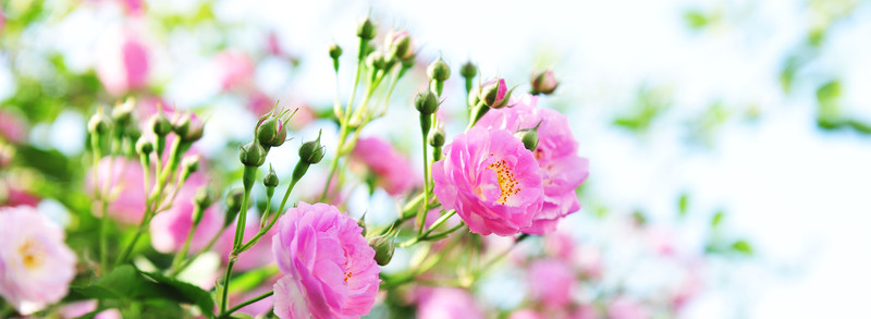 鮮花 美景  花卉