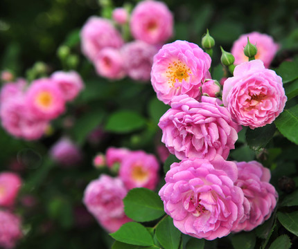 園林花卉 植物墻 薔薇
