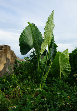 古城小景19
