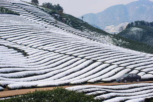 茶園雪后