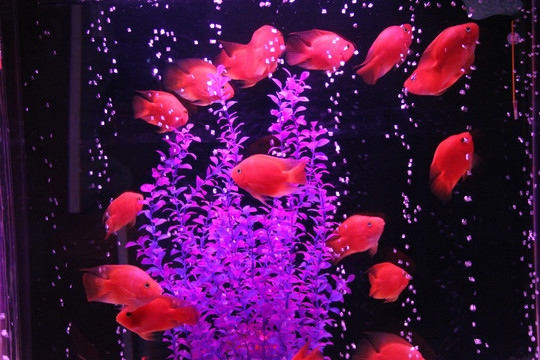水族館 紅鸚鵡