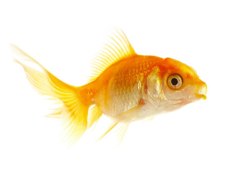 黃金小魚(yú)