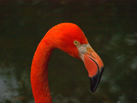 橙红色的火烈鸟