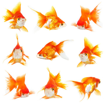 黃金小魚(yú)
