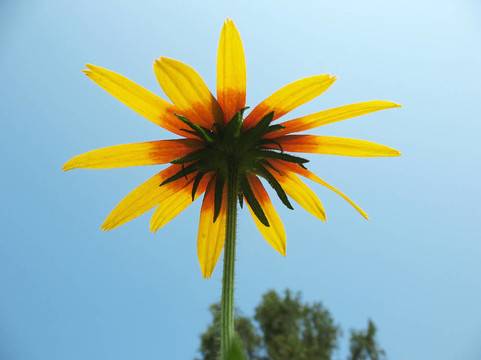 混合金光菊
