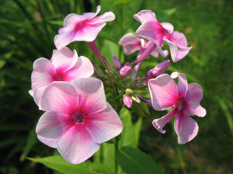 Blooming Phlox的影響