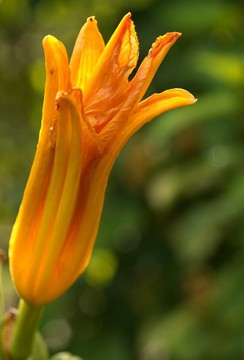 蘭州百合的花蕾