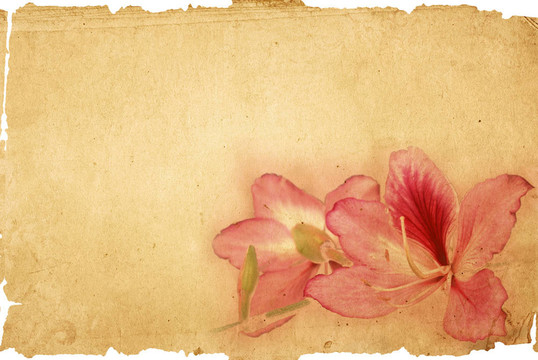 老式紙花