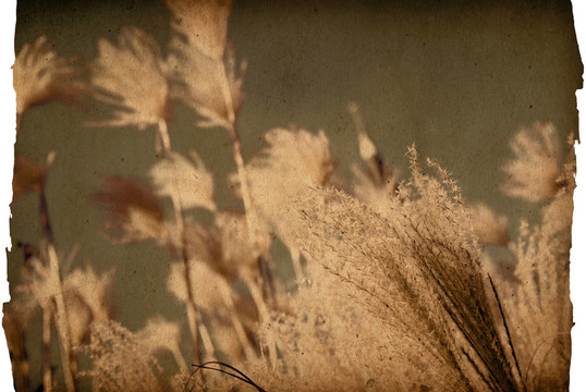 老式紙花