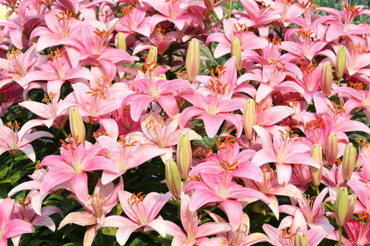 束百合花