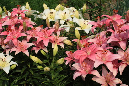束百合花