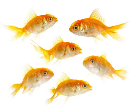 黃金小魚(yú)