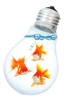 黃金小魚