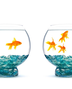 金魚