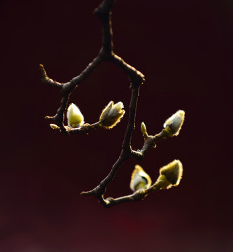 玉蘭花苞