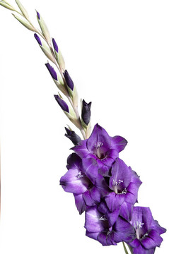 唐菖蒲