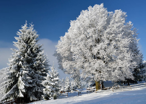 美麗的冬季景觀與雪山樹木在阿爾卑斯山