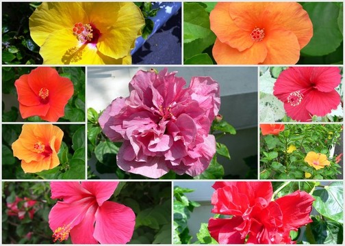 芙蓉拼貼