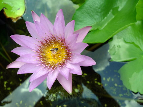 睡蓮花和蜜蜂