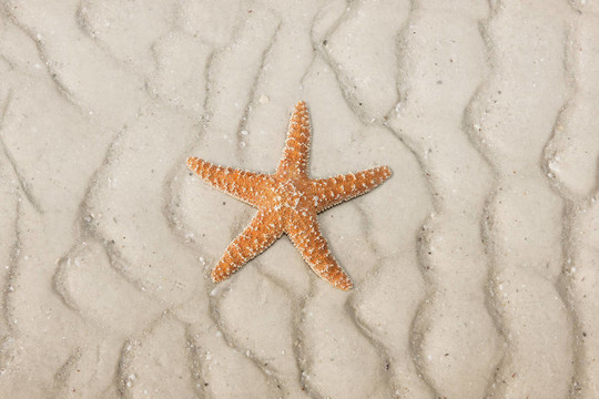 熱帶海灘上的海星