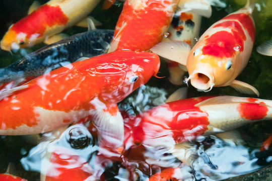 錦鯉魚的池塘
