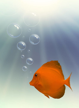 水下的魚(yú)和氣泡