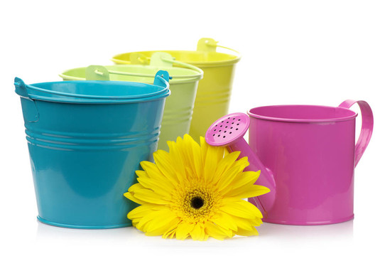五顏六色的水桶噴壺、非洲菊；