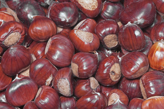 chestnutsfreshly覓食，在森林的地面上
