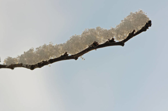 櫻桃樹上的冰雪融化對藍(lán)色冬日的天空