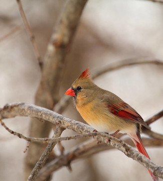 女紅衣教主；Cardinalis cardinalis
