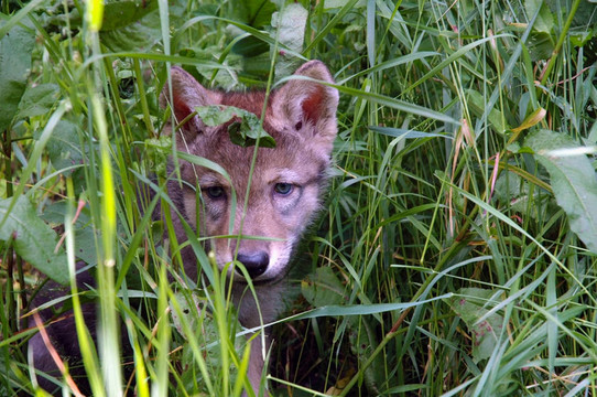 歐洲灰狼（Canis lupus）