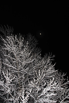 雪中樹；夜景
