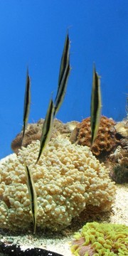 玻甲魚