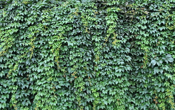 紋理；背景綠色野生葡萄