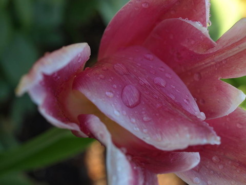 郁金香的花瓣