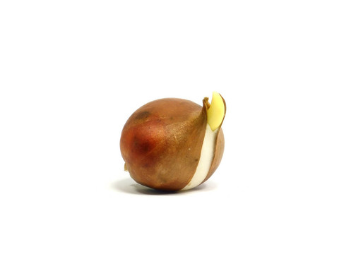 郁金香鱗莖